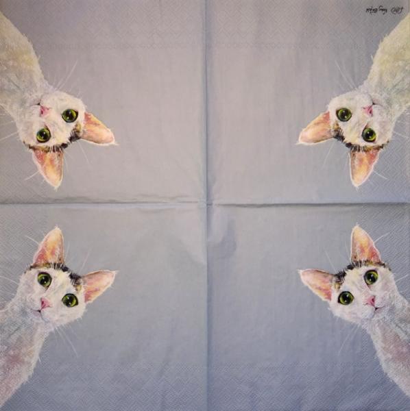 KAT-380 Katzen - 3-lagig - Ihr - Nicky Litchfield